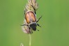 Ime datoteke: Anisoplia agricola~0.jpg
Velikost datoteke: 43kB
Dimenzija: 800x533
Datum objave: 10. junij 2018 Anisoplia agricola~0.jpg