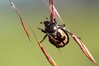 Ime datoteke: Anisoplia agricola~1.jpg
Velikost datoteke: 48kB
Dimenzija: 800x533
Datum objave: 27. junij 2020 Anisoplia agricola~1.jpg