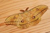 Ime datoteke: Antheraea yamamai~0.jpg
Velikost datoteke: 94kB
Dimenzija: 800x533
Datum objave: 23. julij 2018 Antheraea yamamai~0.jpg