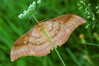 Ime datoteke: Antheraea yamamai~1.jpg
Velikost datoteke: 84kB
Dimenzija: 800x533
Datum objave: 2. avgust 2018 Antheraea yamamai~1.jpg