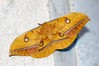 Ime datoteke: Antheraea yamamai~2.jpg
Velikost datoteke: 96kB
Dimenzija: 800x533
Datum objave: 7. avgust 2019 Antheraea yamamai~2.jpg