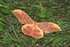 Ime datoteke: Antheraea yamamai~3.jpg
Velikost datoteke: 144kB
Dimenzija: 800x533
Datum objave: 28. avgust 2020 Antheraea yamamai~3.jpg
