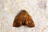 Ime datoteke: Apoda limacodes~0.jpg
Velikost datoteke: 73kB
Dimenzija: 800x533
Datum objave: 29. julij 2018 Apoda limacodes~0.jpg