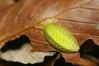 Ime datoteke: Apoda limacodes~1.jpg
Velikost datoteke: 67kB
Dimenzija: 800x533
Datum objave: 15. november 2019 Apoda limacodes~1.jpg