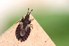 Ime datoteke: Aradus versicolor~0.jpg
Velikost datoteke: 66kB
Dimenzija: 800x533
Datum objave: 19. april 2018 Aradus versicolor~0.jpg