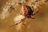 Ime datoteke: Araneus diadematus~0.jpg
Velikost datoteke: 66kB
Dimenzija: 900x600
Datum objave: 26. december 2014 Araneus diadematus~0.jpg