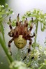 Ime datoteke: Araneus quadratus~0.jpg
Velikost datoteke: 94kB
Dimenzija: 533x799
Datum objave: 29. avgust 2015 Araneus quadratus~0.jpg