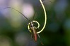 Ime datoteke: Aromia moschata~0.jpg
Velikost datoteke: 42kB
Dimenzija: 800x533
Datum objave: 15. avgust 2015 Aromia moschata~0.jpg