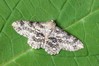 Ime datoteke: Ascotis selenaria~0.jpg
Velikost datoteke: 120kB
Dimenzija: 800x533
Datum objave: 13. september 2017 Ascotis selenaria~0.jpg