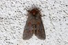 Ime datoteke: Asphalia ruficollis~0.jpg
Velikost datoteke: 100kB
Dimenzija: 800x533
Datum objave: 22. april 2020 Asphalia ruficollis~0.jpg
