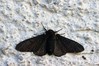 Ime datoteke: Biston betularia f. carbonaria~0.jpg
Velikost datoteke: 113kB
Dimenzija: 800x533
Datum objave: 18. avgust 2019 Biston betularia f. carbonaria~0.jpg