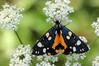 Ime datoteke: Callimorpha dominula~0.jpg
Velikost datoteke: 79kB
Dimenzija: 800x533
Datum objave: 30. julij 2016 Callimorpha dominula~0.jpg