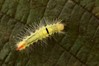 Ime datoteke: Calliteara pudibunda~1.jpg
Velikost datoteke: 81kB
Dimenzija: 800x533
Datum objave: 17. avgust 2019 Calliteara pudibunda~1.jpg