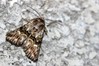 Ime datoteke: Calophasia lunula~0.jpg
Velikost datoteke: 80kB
Dimenzija: 800x533
Datum objave: 3. avgust 2019 Calophasia lunula~0.jpg