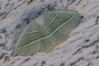 Ime datoteke: Campaea margaritaria~0.jpg
Velikost datoteke: 186kB
Dimenzija: 800x533
Datum objave: 11. julij 2013 Campaea margaritaria~0.jpg