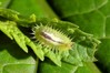 Cassida viridis.jpg
