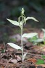 Ime datoteke: Cephalanthera damasonium~0.jpg
Velikost datoteke: 83kB
Dimenzija: 533x800
Datum objave: 31. maj 2015 Cephalanthera damasonium~0.jpg