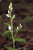 Ime datoteke: Cephalanthera damasonium~1.jpg
Velikost datoteke: 71kB
Dimenzija: 533x800
Datum objave: 5. junij 2016 Cephalanthera damasonium~1.jpg