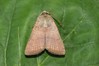 Ime datoteke: Charanyca trigrammica~0.jpg
Velikost datoteke: 68kB
Dimenzija: 800x533
Datum objave: 28. maj 2019 Charanyca trigrammica~0.jpg