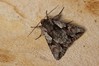 Ime datoteke: Chloantha hyperici~0.jpg
Velikost datoteke: 79kB
Dimenzija: 800x533
Datum objave: 9. maj 2019 Chloantha hyperici~0.jpg