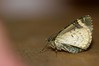 Ime datoteke: Chloroclysta siterata~0.jpg
Velikost datoteke: 67kB
Dimenzija: 800x533
Datum objave: 11. april 2020 Chloroclysta siterata~0.jpg