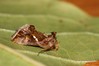 Ime datoteke: Chrysodeixis chalcites~0.jpg
Velikost datoteke: 52kB
Dimenzija: 800x533
Datum objave: 10. november 2020 Chrysodeixis chalcites~0.jpg