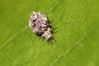 Ime datoteke: Chrysoperla carnea~0.jpg
Velikost datoteke: 144kB
Dimenzija: 1000x667
Datum objave: 24. avgust 2014 Chrysoperla carnea~0.jpg