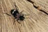 Ime datoteke: Clerus mutillarius~0.jpg
Velikost datoteke: 84kB
Dimenzija: 800x533
Datum objave: 14. junij 2020 Clerus mutillarius~0.jpg