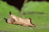 Ime datoteke: Clostera curtula~0.jpg
Velikost datoteke: 50kB
Dimenzija: 800x533
Datum objave: 20. avgust 2018 Clostera curtula~0.jpg