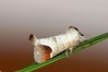 Ime datoteke: Clostera curtula~1.jpg
Velikost datoteke: 43kB
Dimenzija: 800x533
Datum objave: 1. maj 2019 Clostera curtula~1.jpg