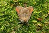 Ime datoteke: Clostera pigra~0.jpg
Velikost datoteke: 106kB
Dimenzija: 800x533
Datum objave: 25. avgust 2019 Clostera pigra~0.jpg