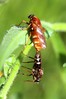 Ime datoteke: Coenomyia ferruginea~0.jpg
Velikost datoteke: 71kB
Dimenzija: 533x800
Datum objave: 4. junij 2017 Coenomyia ferruginea~0.jpg