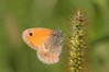 Ime datoteke: Coenonympha pamphilus~0.jpg
Velikost datoteke: 68kB
Dimenzija: 800x533
Datum objave: 9. september 2015 Coenonympha pamphilus~0.jpg