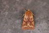Ime datoteke: Conistra rubiginea~0.jpg
Velikost datoteke: 71kB
Dimenzija: 800x533
Datum objave: 27. oktober 2020 Conistra rubiginea~0.jpg