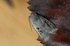 Ime datoteke: Conistra rubiginosa~0.jpg
Velikost datoteke: 84kB
Dimenzija: 800x533
Datum objave: 21. marec 2019 Conistra rubiginosa~0.jpg