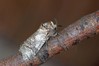 Ime datoteke: Cossus cossus~0.jpg
Velikost datoteke: 87kB
Dimenzija: 800x533
Datum objave: 14. avgust 2019 Cossus cossus~0.jpg