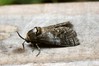 Ime datoteke: Cossus cossus~1.jpg
Velikost datoteke: 94kB
Dimenzija: 800x533
Datum objave: 7. julij 2020 Cossus cossus~1.jpg