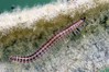 Craspedosoma rawlinsi.jpg