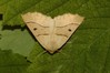 Ime datoteke: Crocallis elinguaria~0.jpg
Velikost datoteke: 81kB
Dimenzija: 800x533
Datum objave: 7. september 2018 Crocallis elinguaria~0.jpg