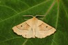 Ime datoteke: Crocallis elinguaria~1.jpg
Velikost datoteke: 72kB
Dimenzija: 800x533
Datum objave: 18. avgust 2019 Crocallis elinguaria~1.jpg