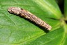 Ime datoteke: Crocallis elinguaria~2.jpg
Velikost datoteke: 97kB
Dimenzija: 800x533
Datum objave: 16. junij 2020 Crocallis elinguaria~2.jpg