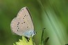 Ime datoteke: Cyaniris semiargus~0.jpg
Velikost datoteke: 55kB
Dimenzija: 800x533
Datum objave: 29. maj 2016 Cyaniris semiargus~0.jpg