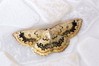 Ime datoteke: Cyclophora annularia~0.jpg
Velikost datoteke: 109kB
Dimenzija: 800x533
Datum objave: 21. julij 2017 Cyclophora annularia~0.jpg
