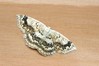 Ime datoteke: Cyclophora annularia~1.jpg
Velikost datoteke: 101kB
Dimenzija: 800x533
Datum objave: 24. julij 2018 Cyclophora annularia~1.jpg