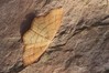 Ime datoteke: Cyclophora linearia~0.jpg
Velikost datoteke: 139kB
Dimenzija: 800x533
Datum objave: 11. april 2020 Cyclophora linearia~0.jpg