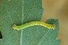 Ime datoteke: Cyclophora linearia~1.jpg
Velikost datoteke: 74kB
Dimenzija: 800x533
Datum objave: 2. november 2020 Cyclophora linearia~1.jpg