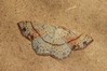 Ime datoteke: Cyclophora punctaria~0.jpg
Velikost datoteke: 109kB
Dimenzija: 800x533
Datum objave: 24. julij 2018 Cyclophora punctaria~0.jpg