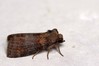 Ime datoteke: Cymatophorina diluta~0.jpg
Velikost datoteke: 51kB
Dimenzija: 800x533
Datum objave: 5. november 2018 Cymatophorina diluta~0.jpg