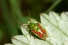 Ime datoteke: Cyphostethus tristriatus~0.jpg
Velikost datoteke: 68kB
Dimenzija: 800x533
Datum objave: 5. maj 2017 Cyphostethus tristriatus~0.jpg