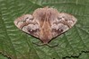 Ime datoteke: Dendrolimus pini~0.jpg
Velikost datoteke: 116kB
Dimenzija: 800x533
Datum objave: 6. julij 2019 Dendrolimus pini~0.jpg